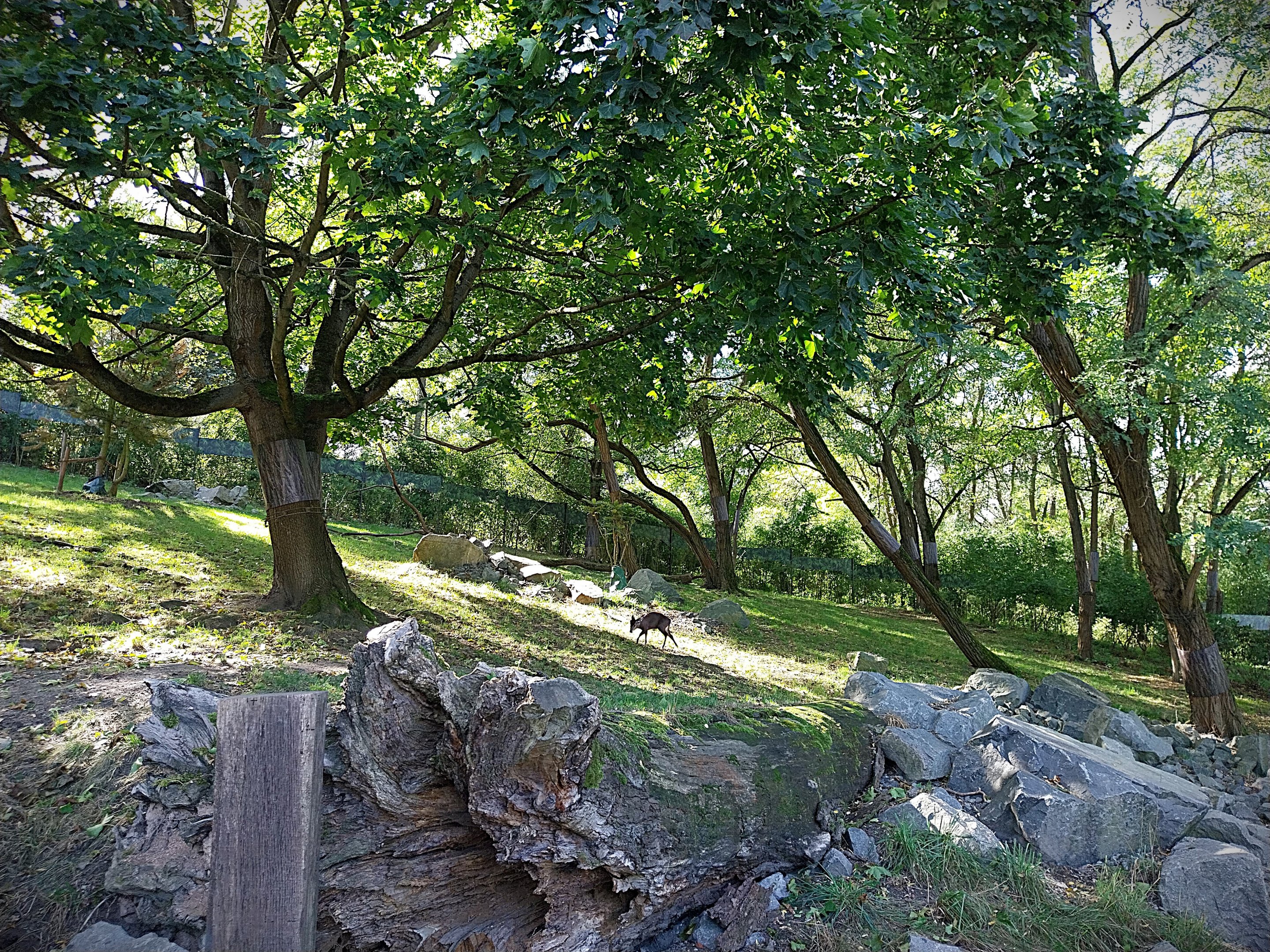 Himalaya - Nepalese Red Panda (Ailurus fulgens) and Mitchie's Tufted deer (Elaphodus cepahlophus michianus)