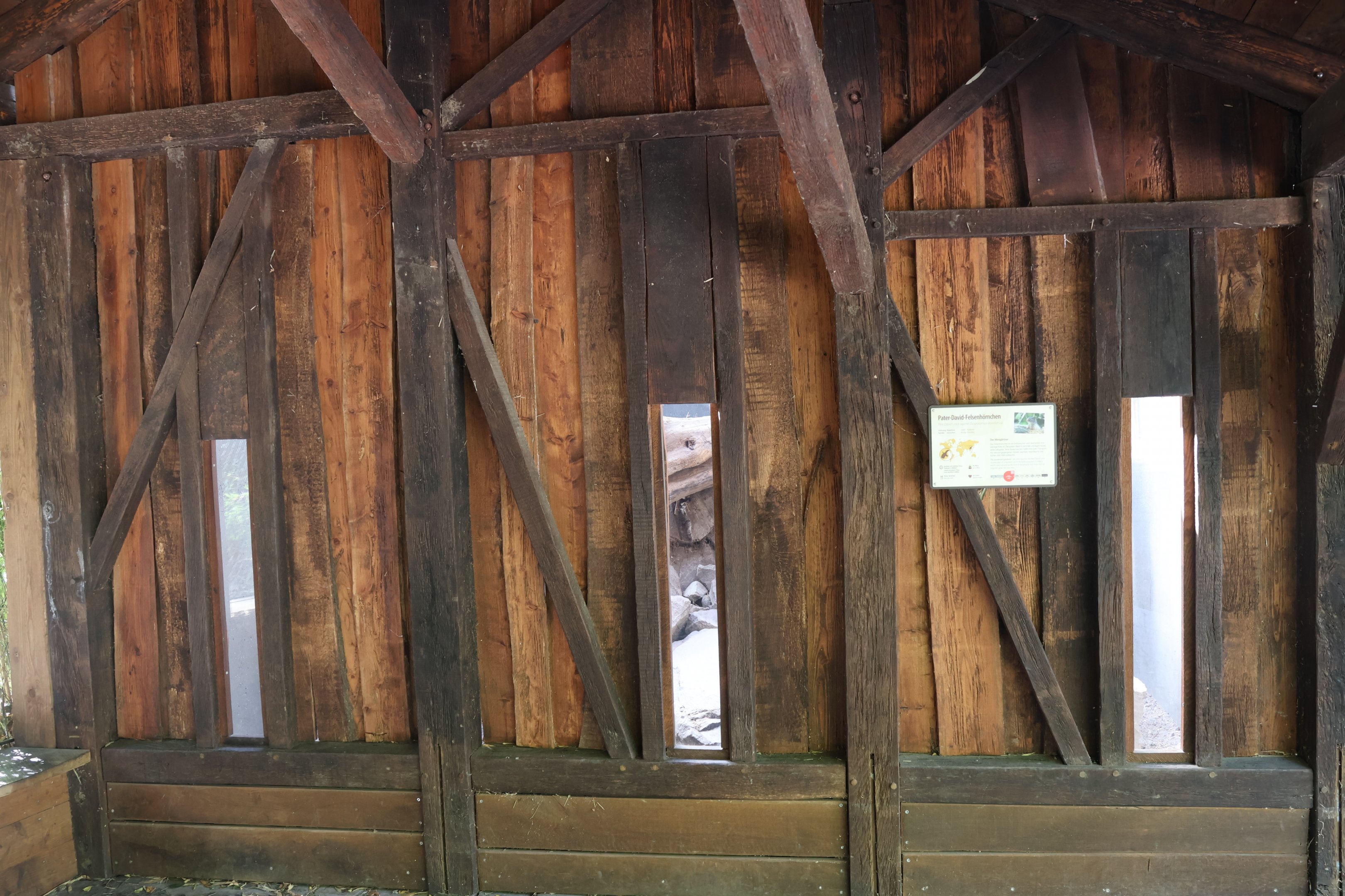 Himalaya - Pére David's Rock Squirrel (Sciurotamias davidianus) viewing point
