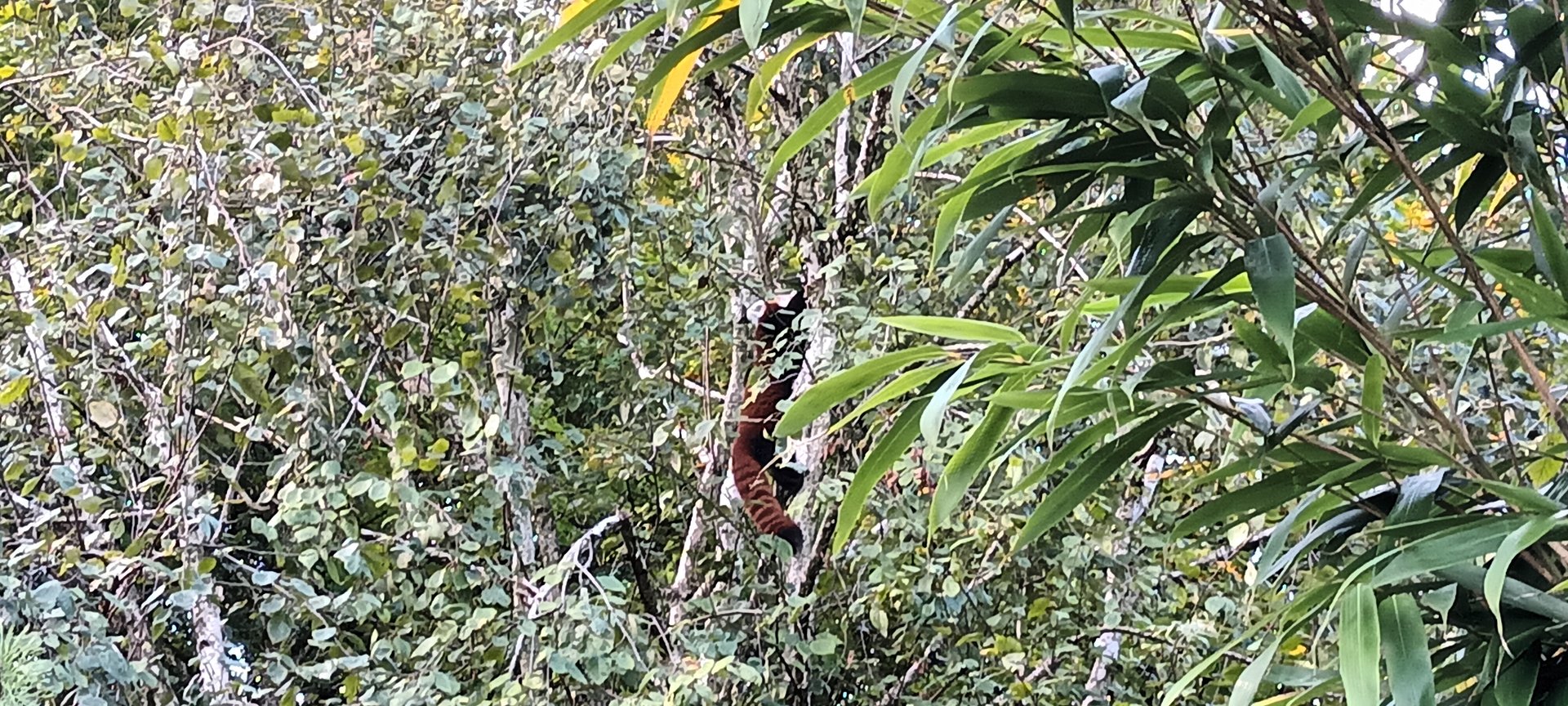 Himalaya Red Panda
