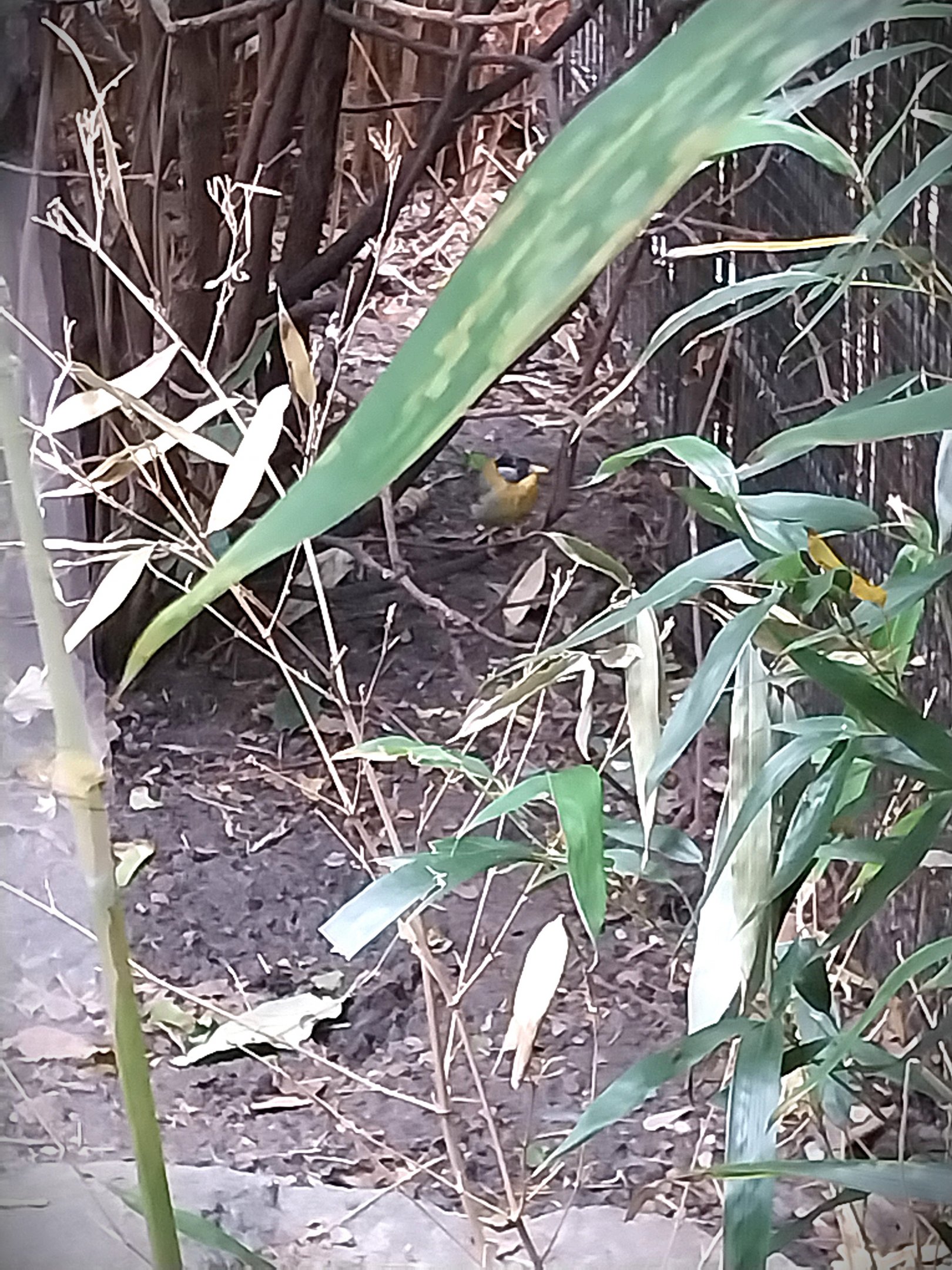 Himalaya - Satyr Tragopan aviary - Silver-eared Mesia (Leiothrix argentauris)