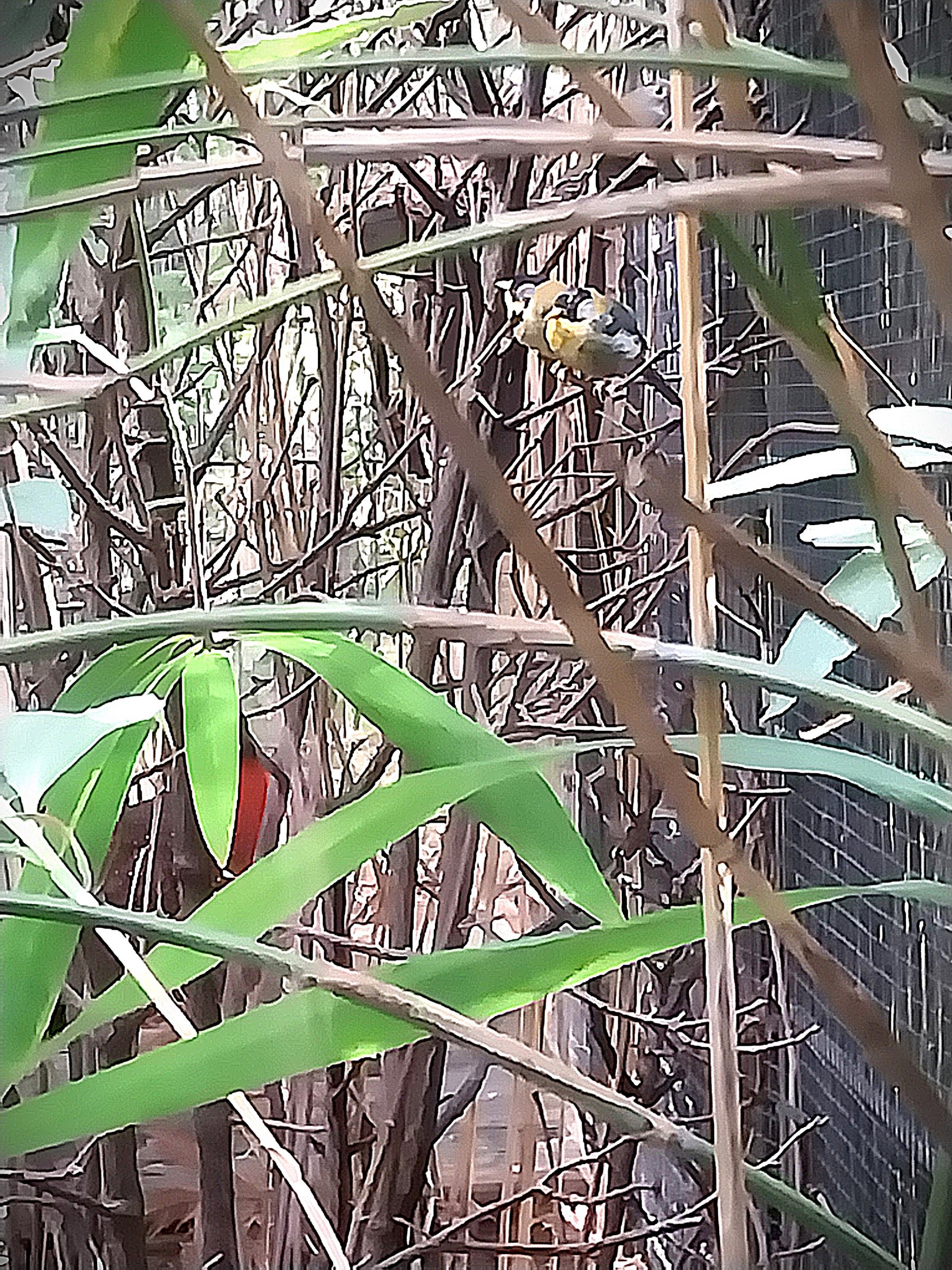 Himalaya - Satyr Tragopan aviary - Silver-eared Mesia (Leiothrix argentauris)