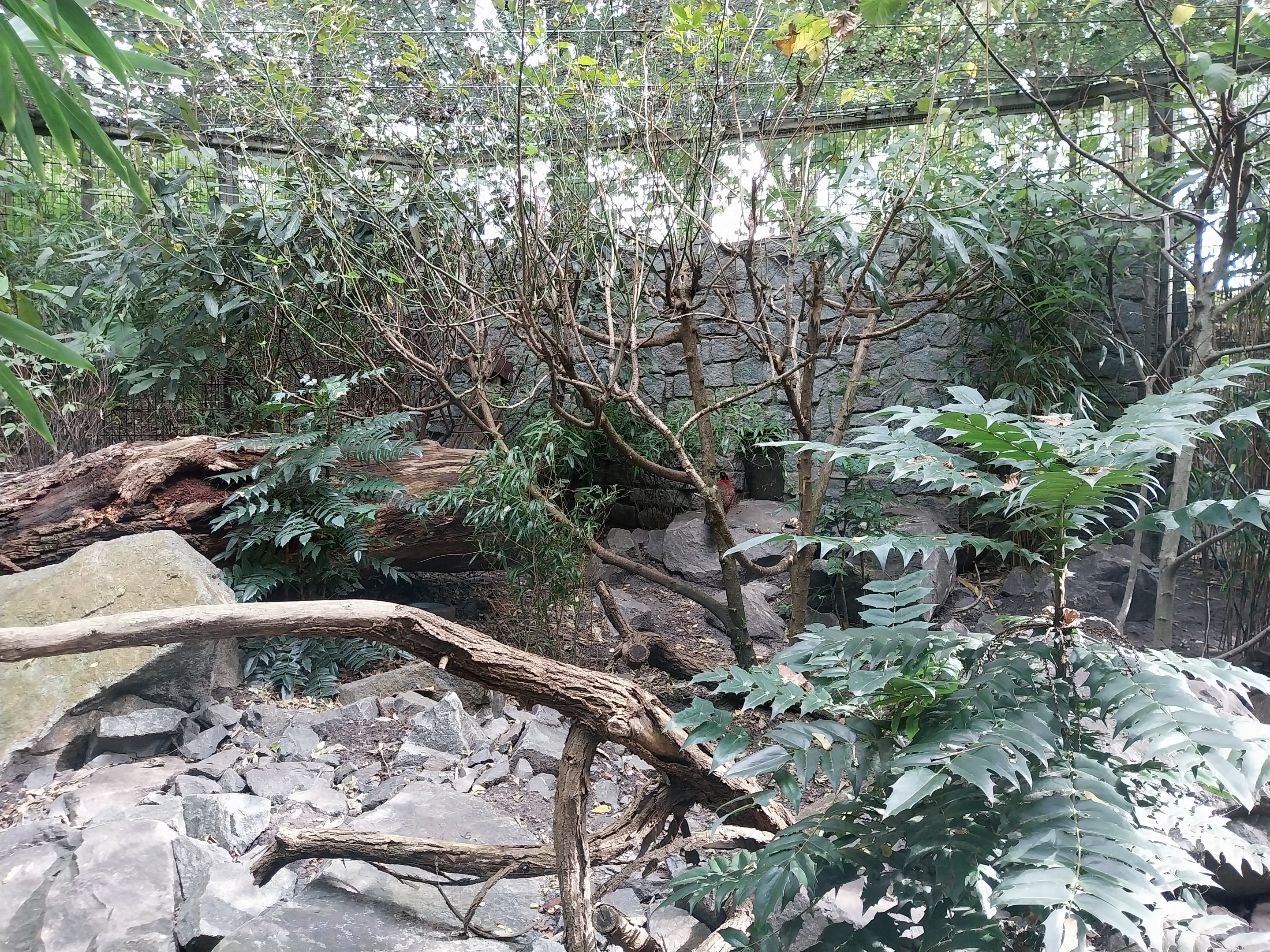 Himalaya - Satyr Tragopan aviary