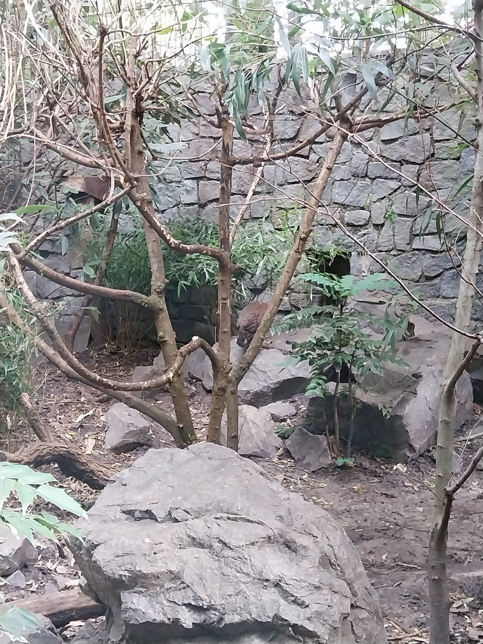 Himalaya - Satyr Tragopan aviary