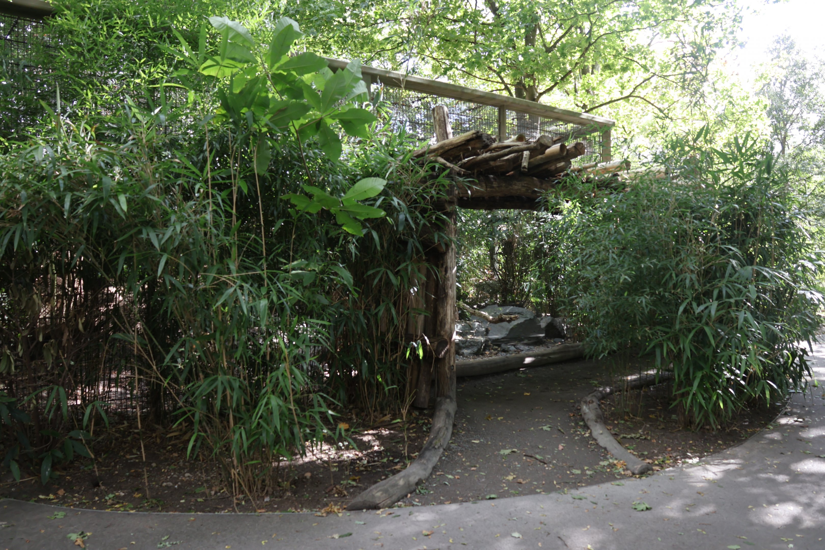 Himalaya - Satyr Tragopan aviary