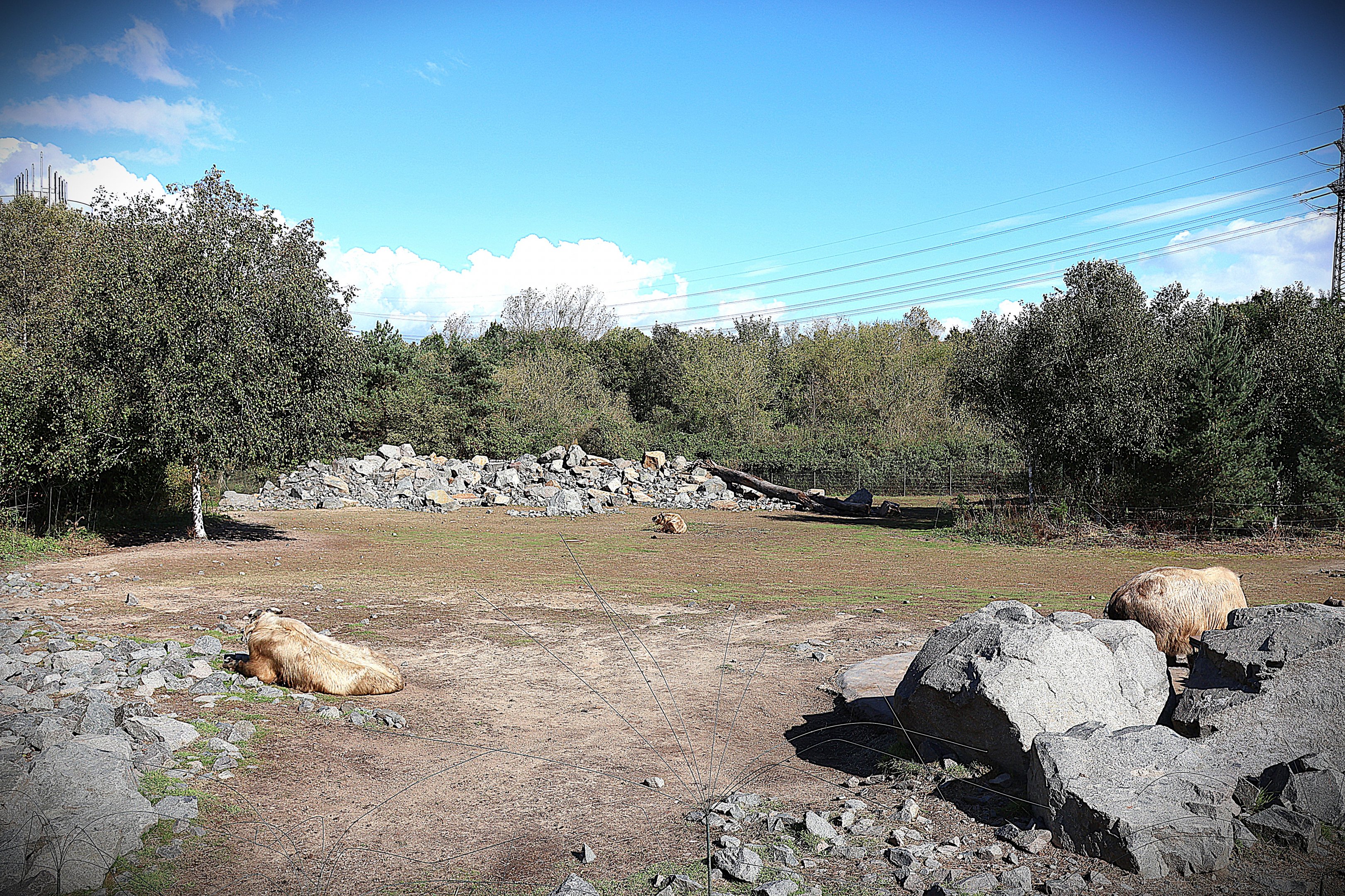 Himalaya - Shensi Takin (Budorcas taxicolor bedfordi) and Central Chinese Goral (Naemorhedus griseus arnouxianus)