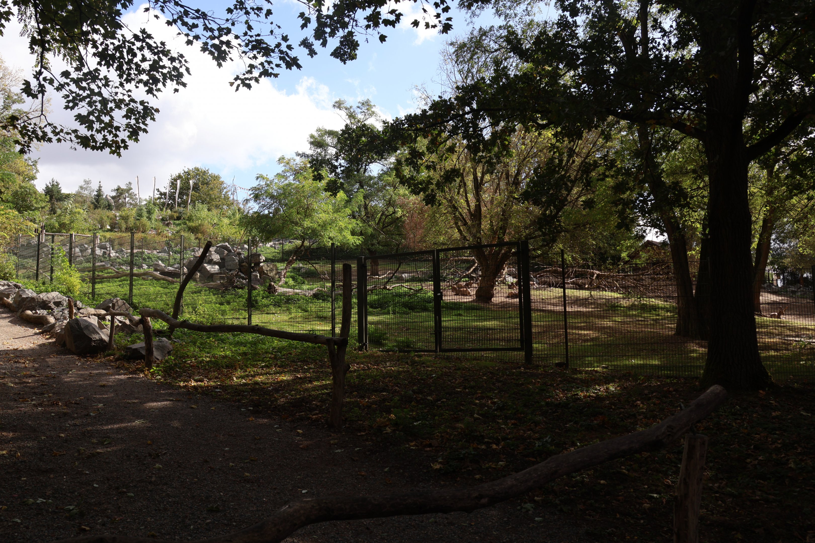 Himalaya - Siberian Ibex (Capra sibiricus) and Tajik Markhor (Capra falconeri heptneri)