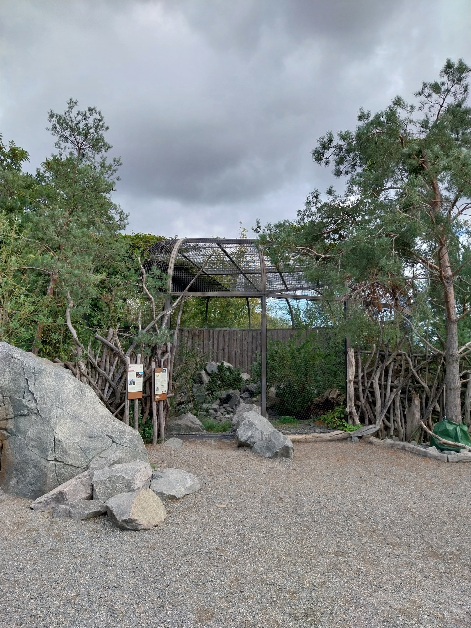 Himalaya - Siberian Pallas' Cat (Otocolobus manul manul)