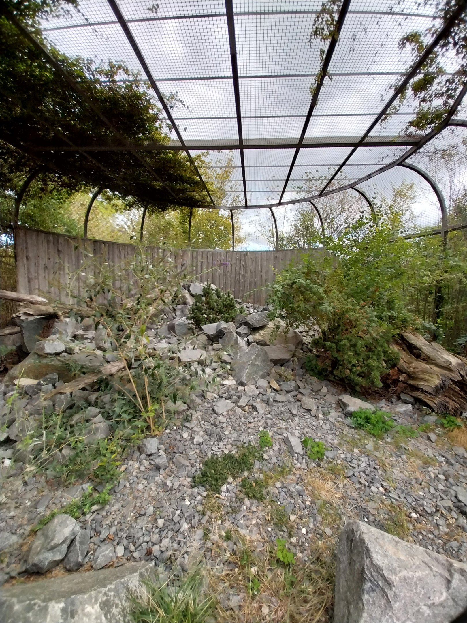 Himalaya - Siberian Pallas' Cat (Otocolobus manul manul)