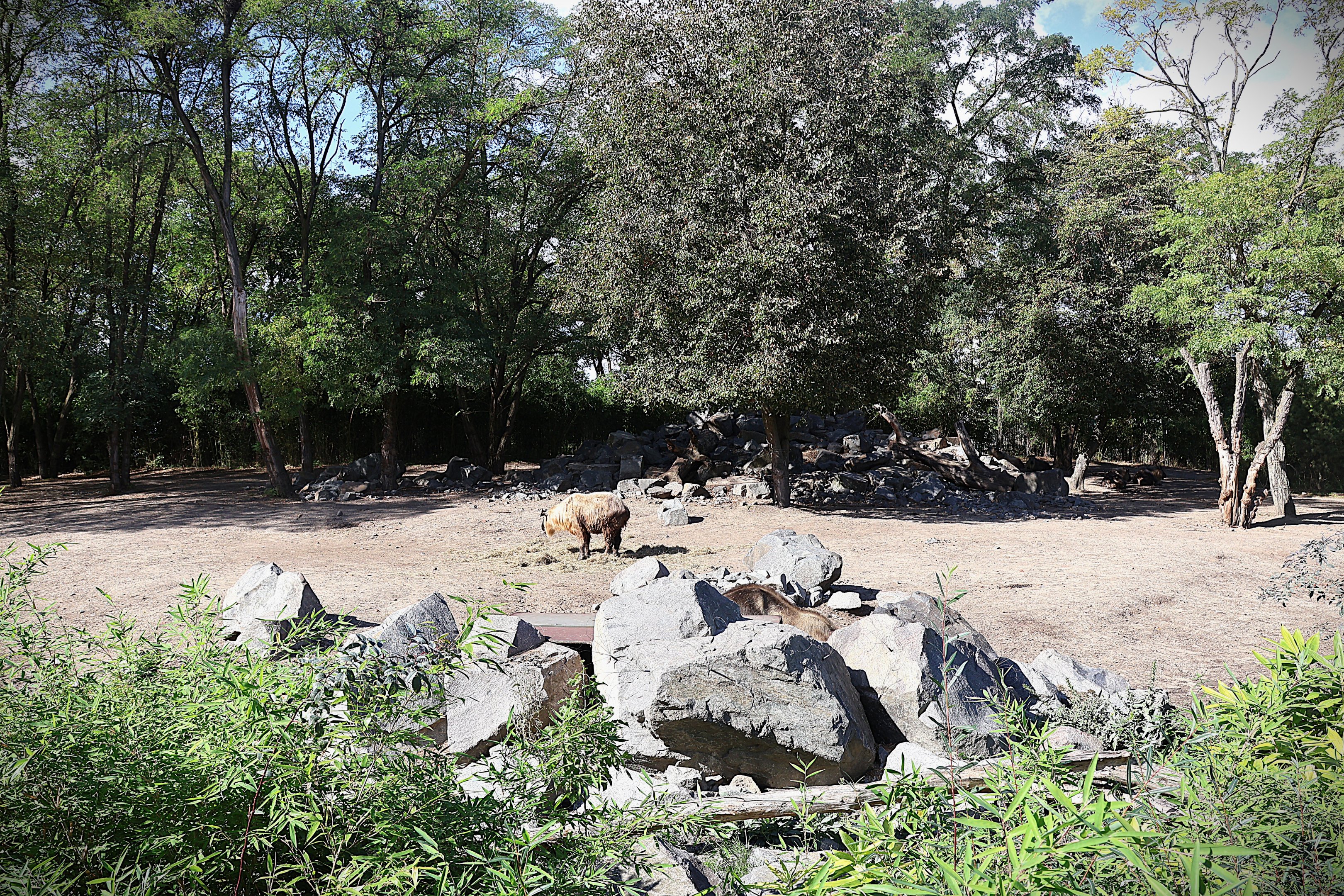 Himalaya - Sichuan Takin (Budorcas taxicolor tibetana)