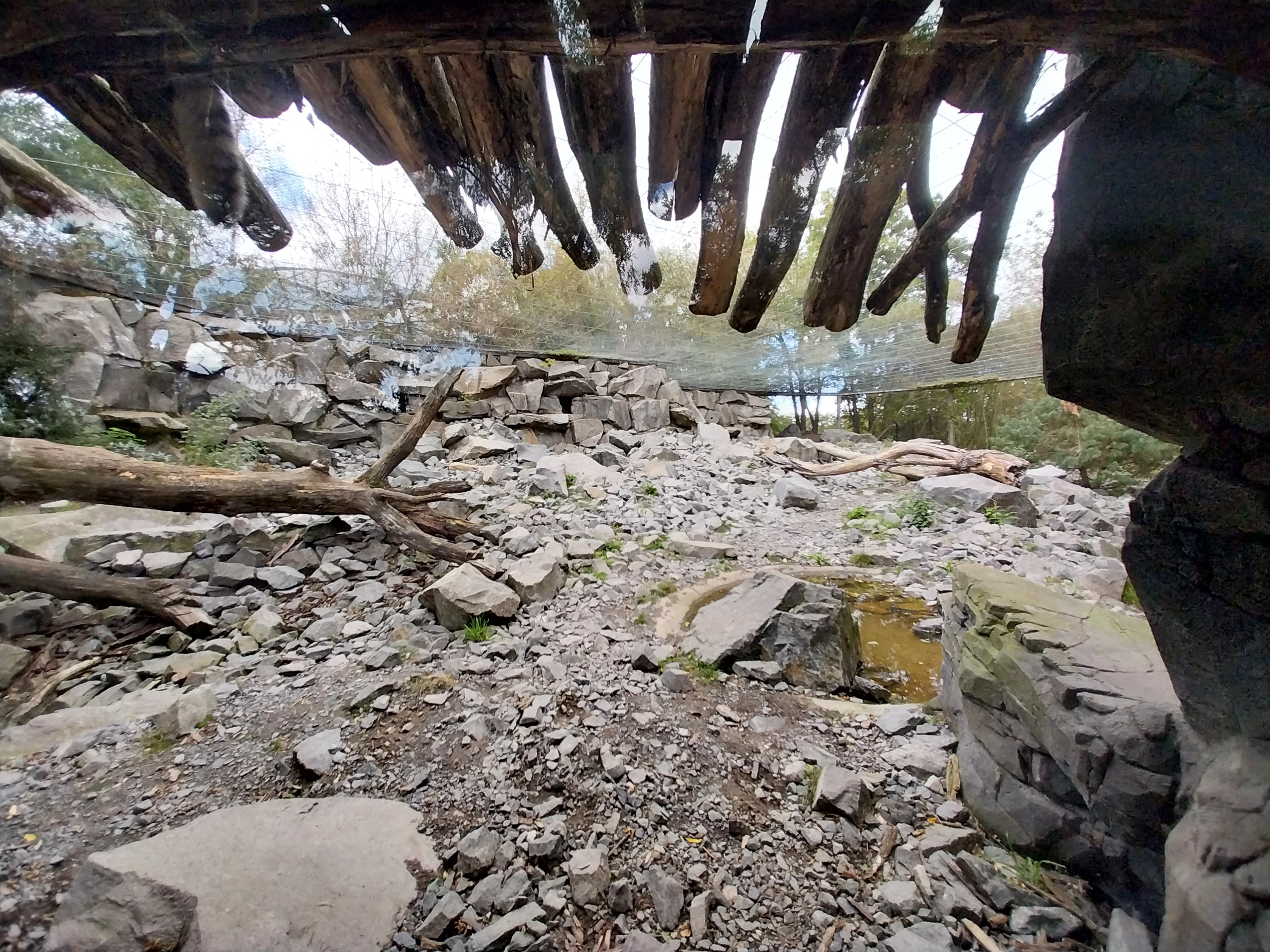 Himalaya - Snowleopard (Panthera uncia) - Can you find it?