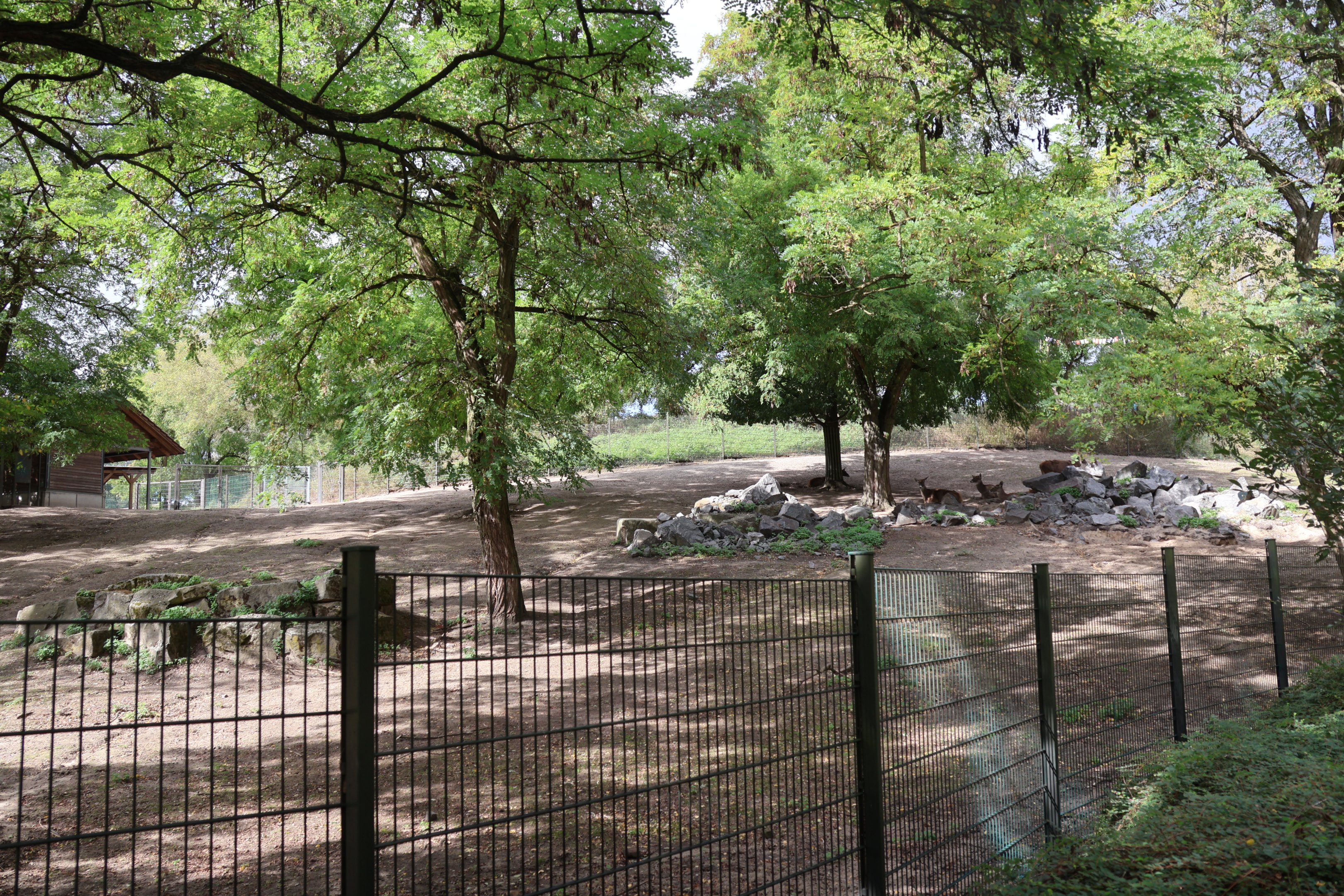 Himalaya - White-lipped Deer (Cervus albirostris)