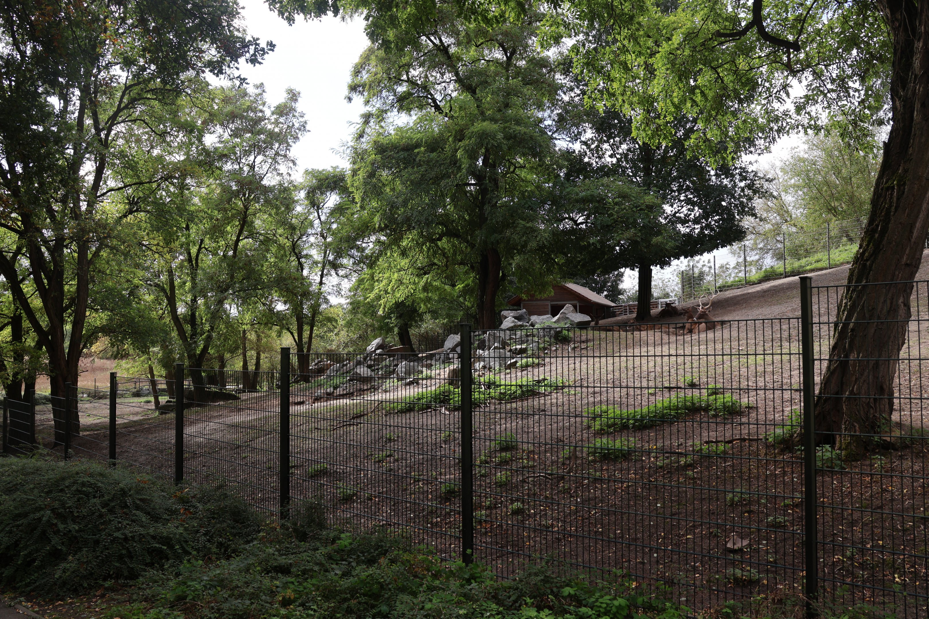 Himalaya - White-lipped Deer (Cervus albirostris)