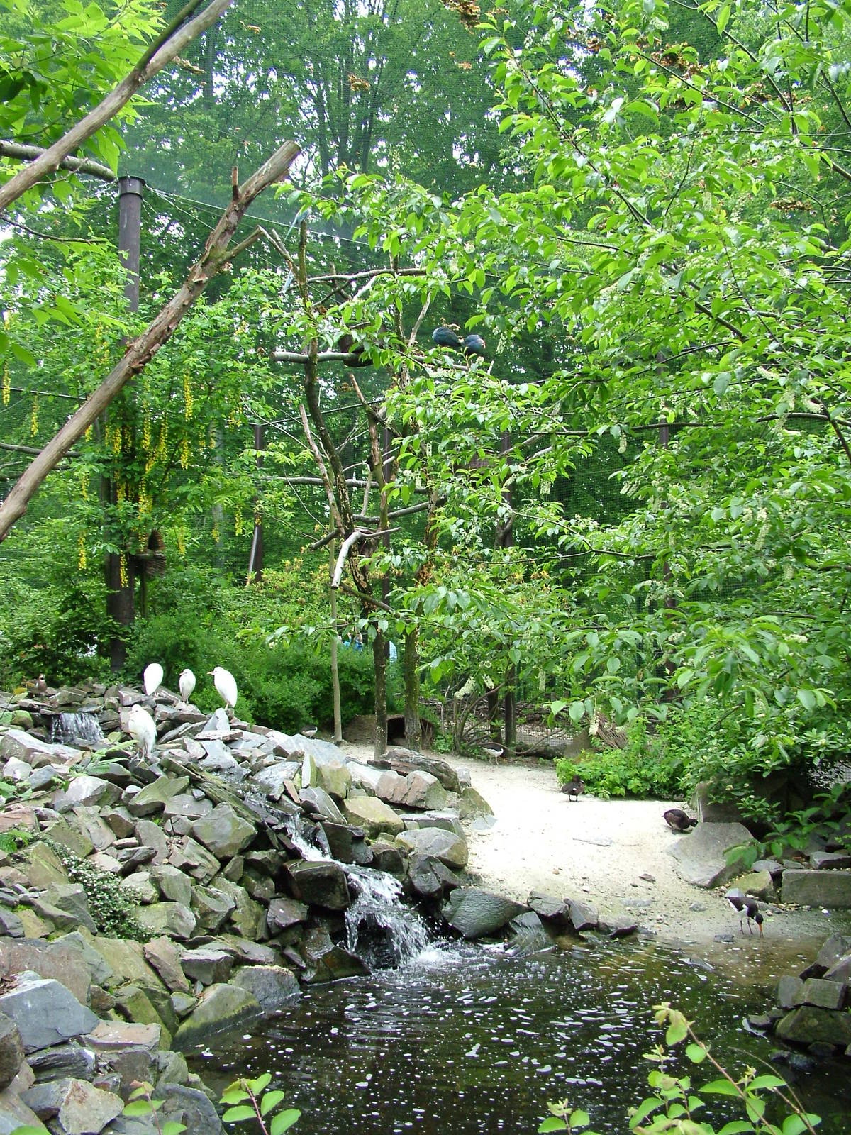 Himalayan aviaries at Ostrava, 29/05/10