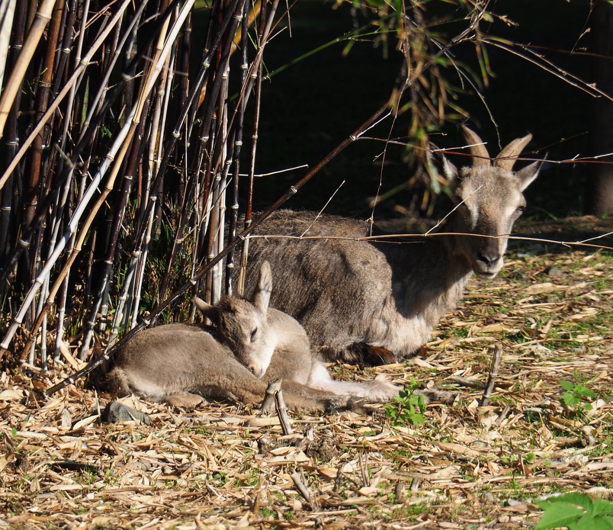 Himalayan bharal (Pseudois nayaur) ewe with lamb, 2021-09-03