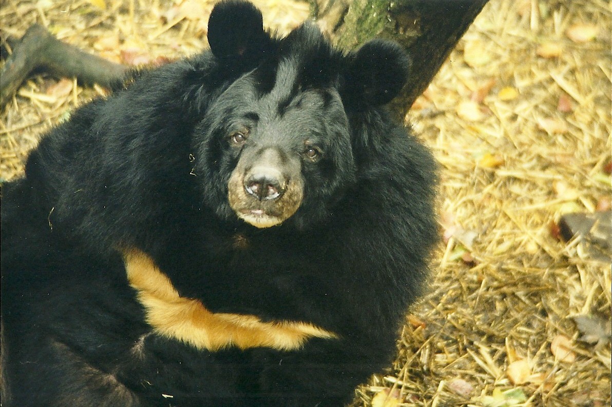Himalayan Black Bear 21st October 1998