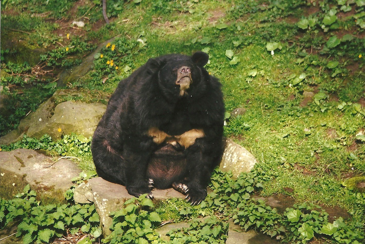 Himalayan Black Bear 6th April 1998