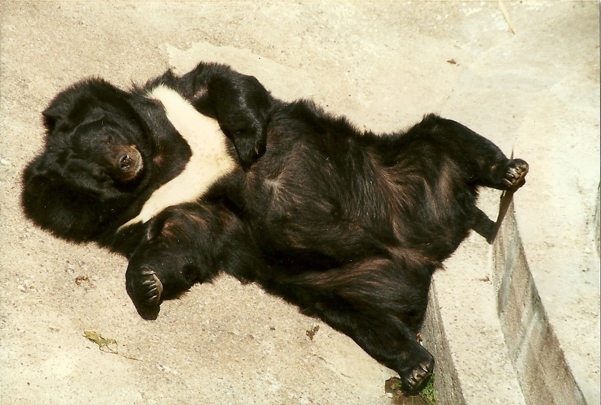 Himalayan Black Bear 8th June 1996