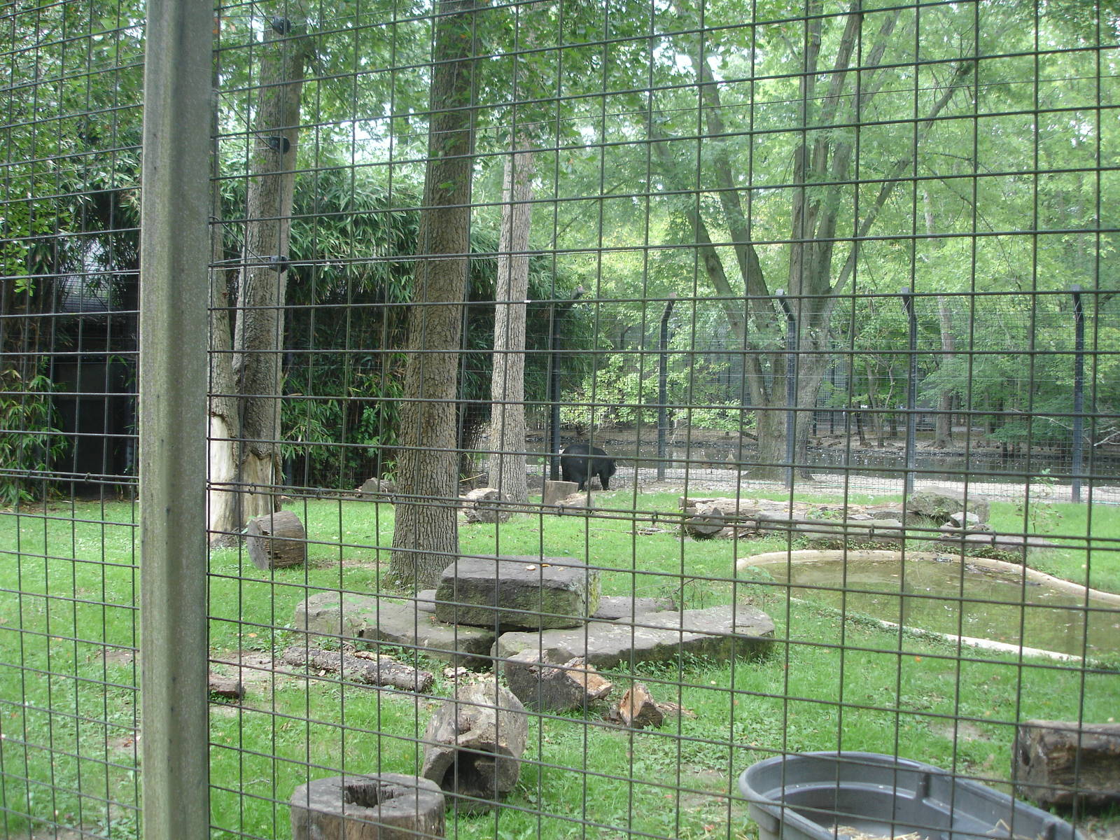 Himalayan Black Bear enclosure