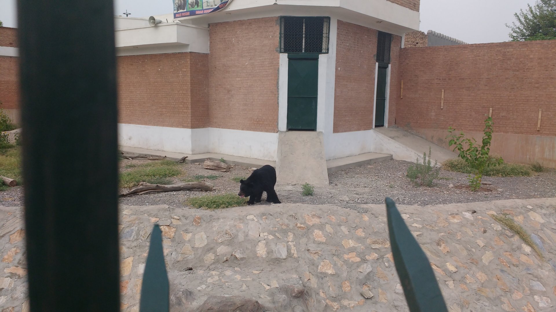 Himalayan black bear - Peshawar Zoo 9/9/2018