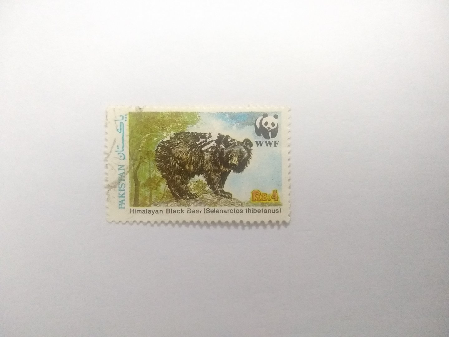 Himalayan black bear - Postage stamp Pakistan