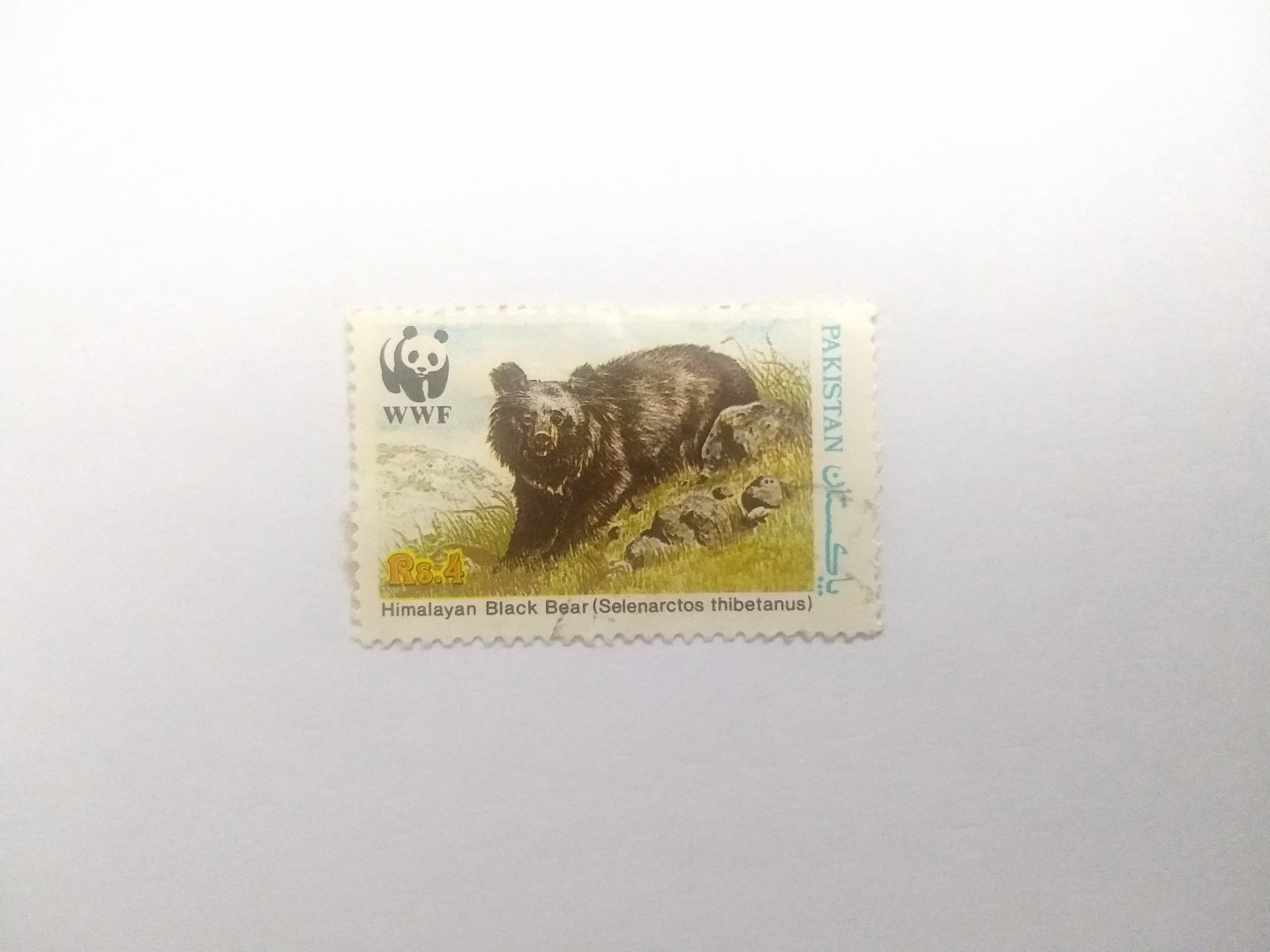 Himalayan black bear - Postage stamp Pakistan