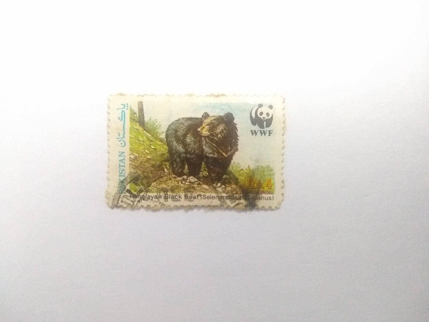Himalayan black bear - Postage stamp Pakistan