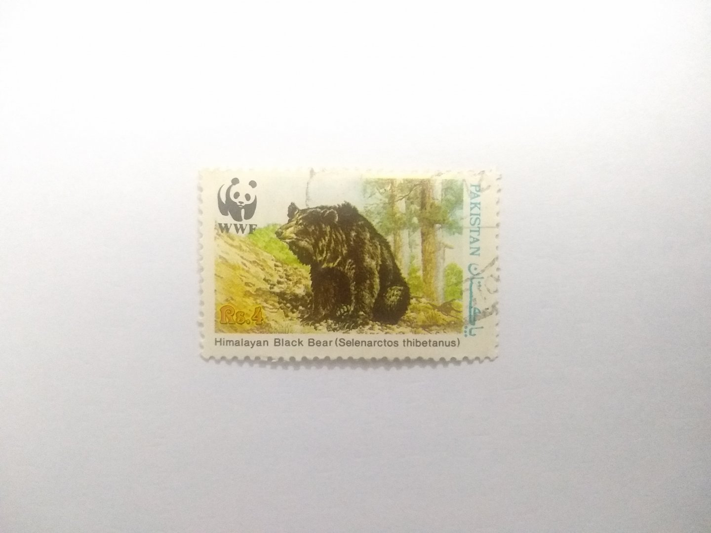 Himalayan black bear - Postage stamp Pakistan
