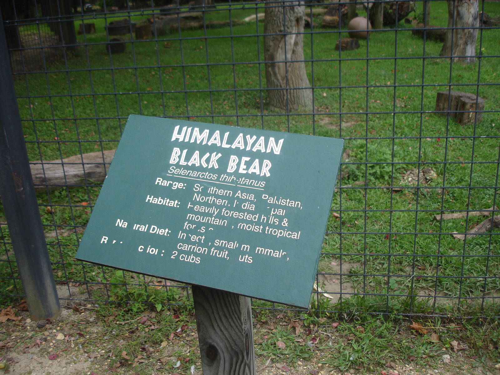 Himalayan Black Bear sign