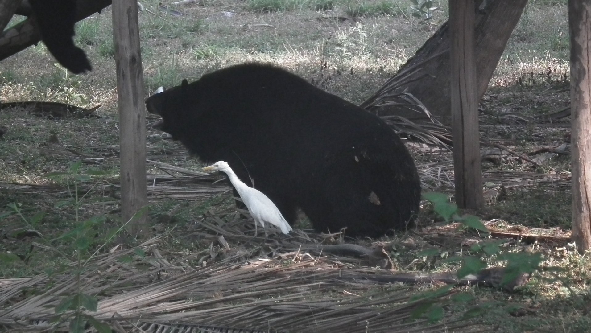 Himalayan Black Bear (Ursus thibetanus)