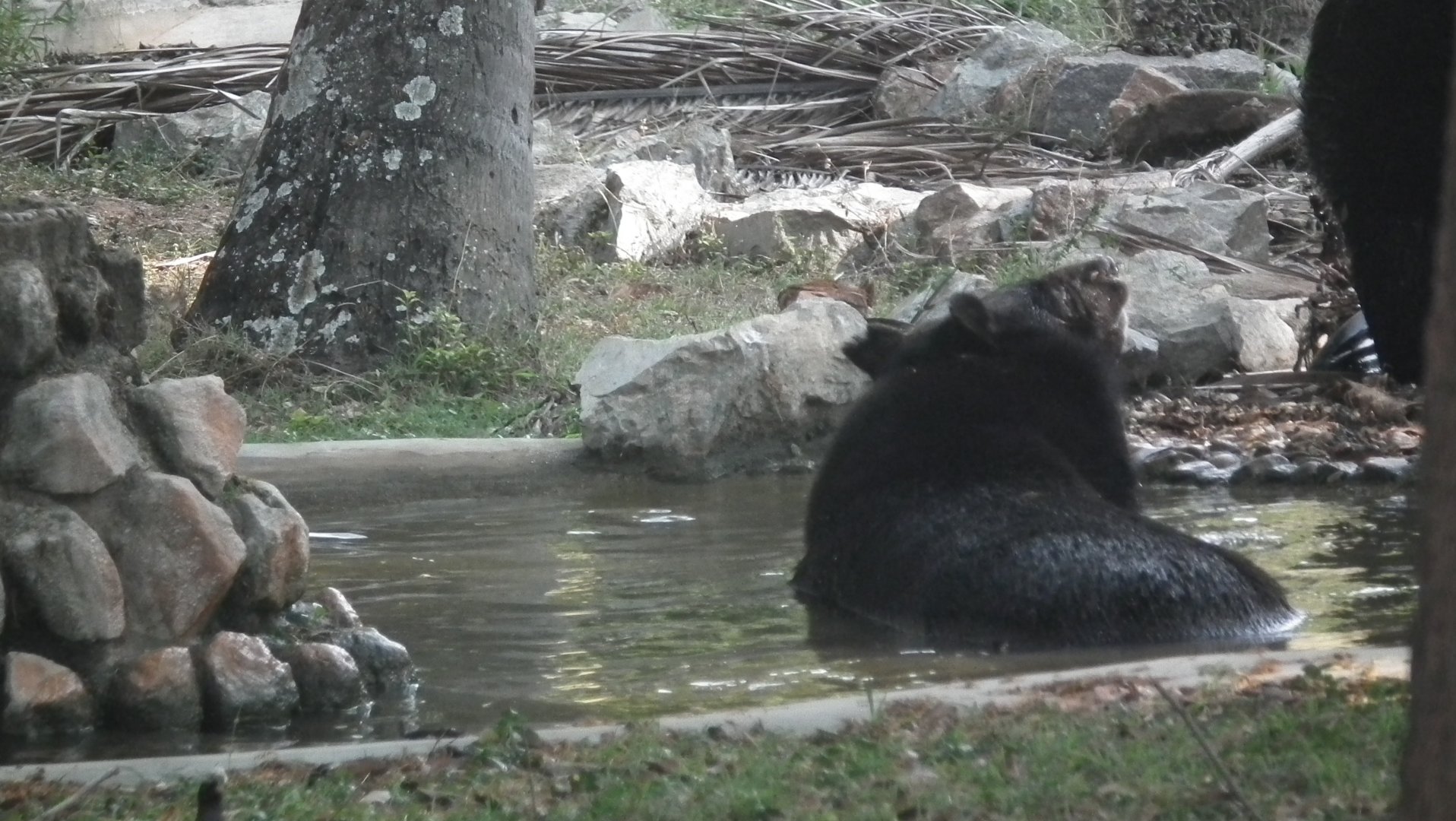 Himalayan Black Bear (Ursus thibetanus)