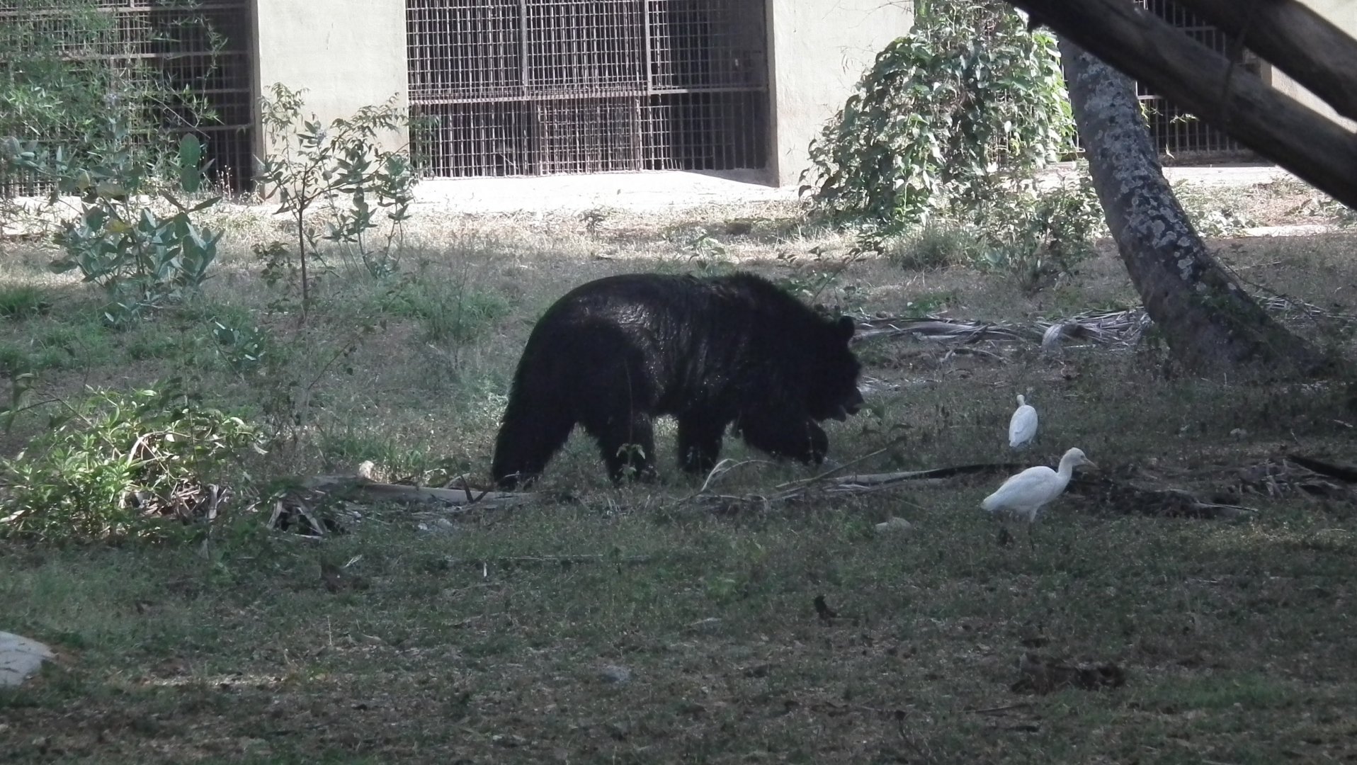 Himalayan Black Bear (Ursus thibetanus)
