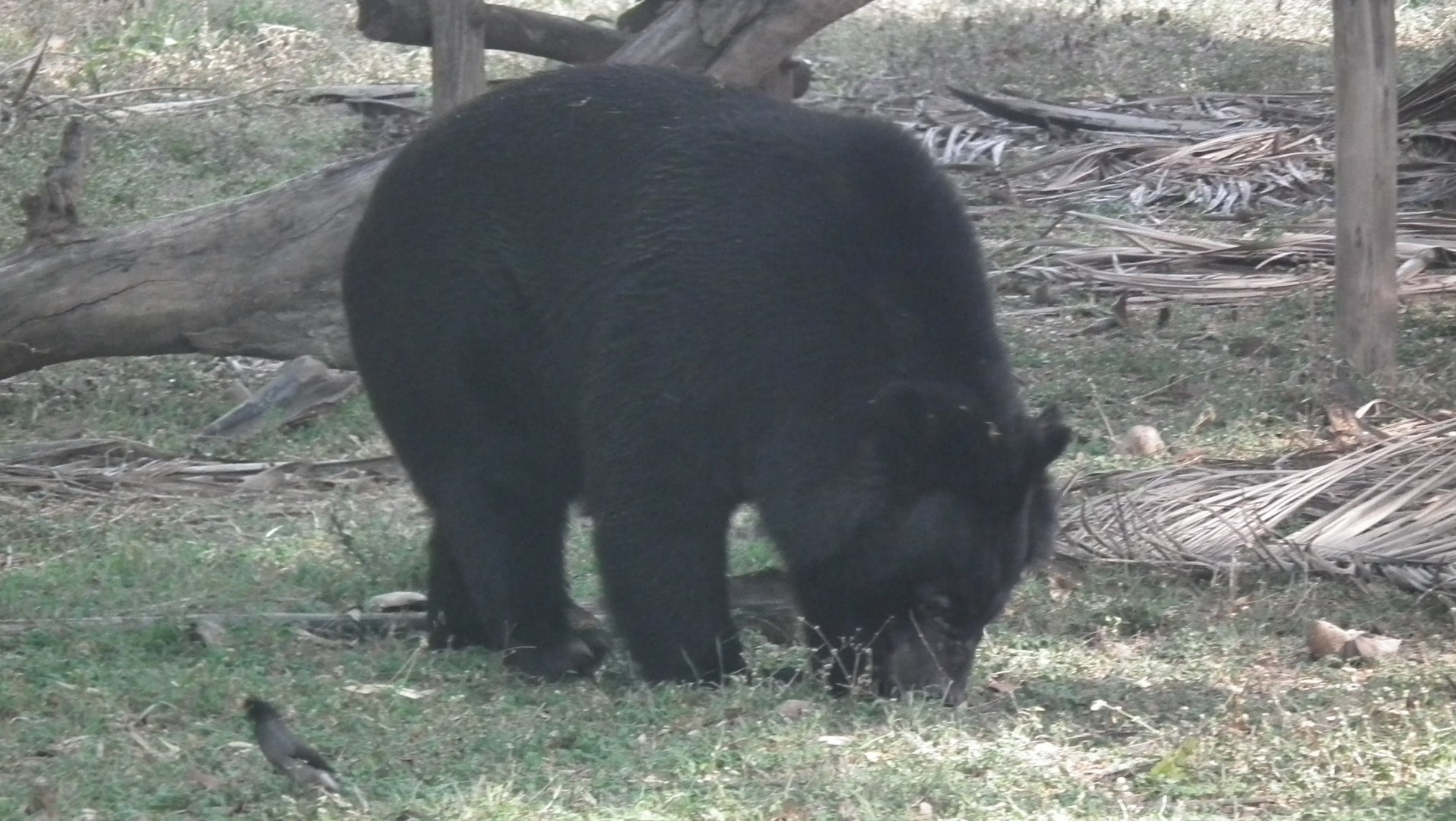 Himalayan Black Bear (Ursus thibetanus)
