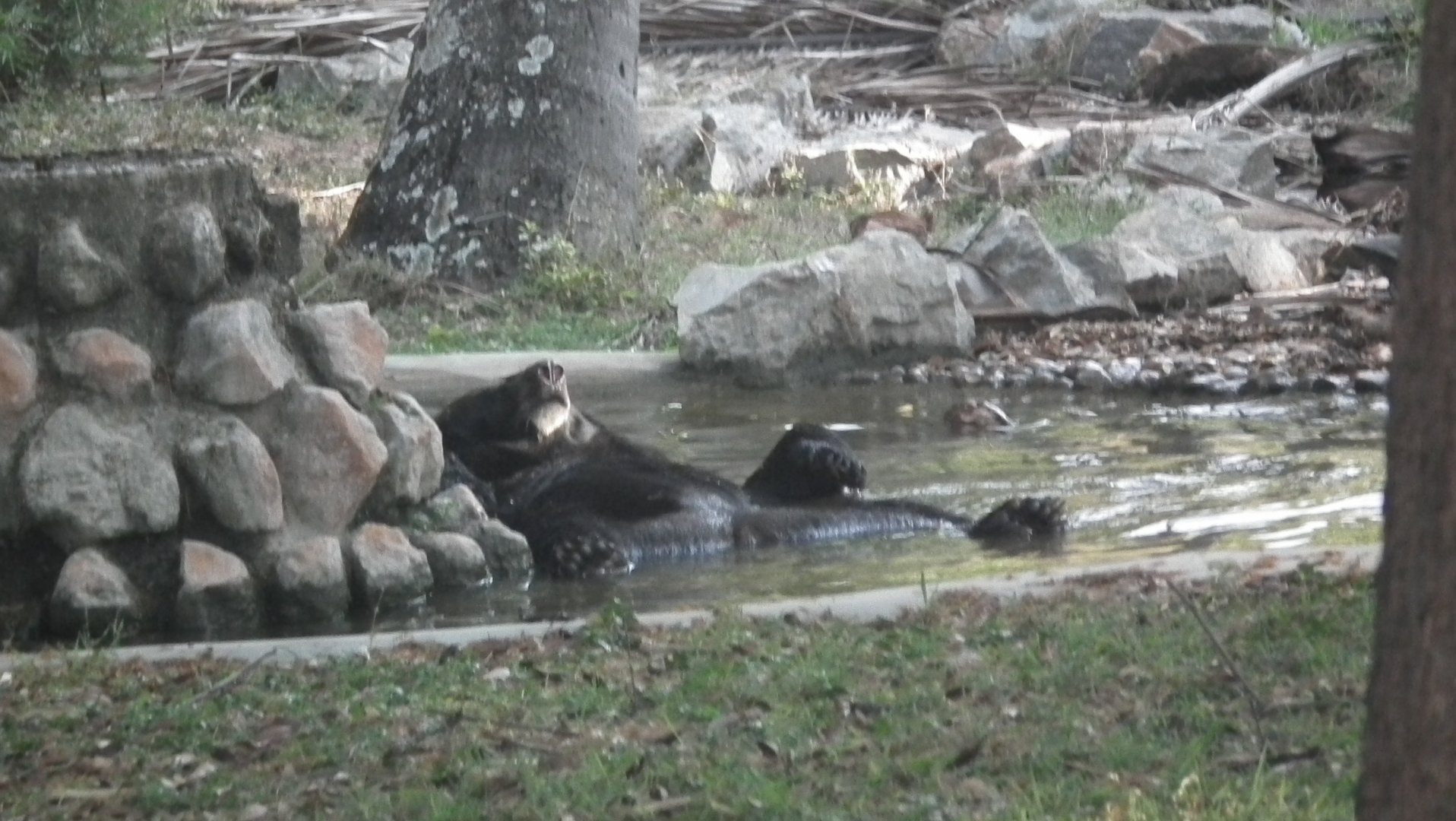 Himalayan Black Bear (Ursus thibetanus)