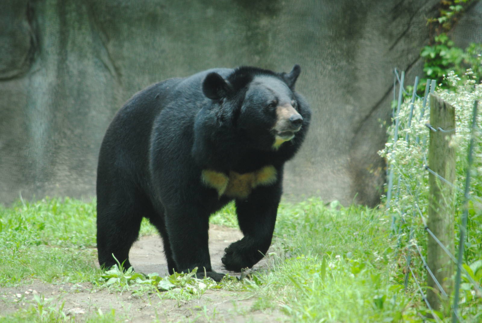 Himalayan Black Bear