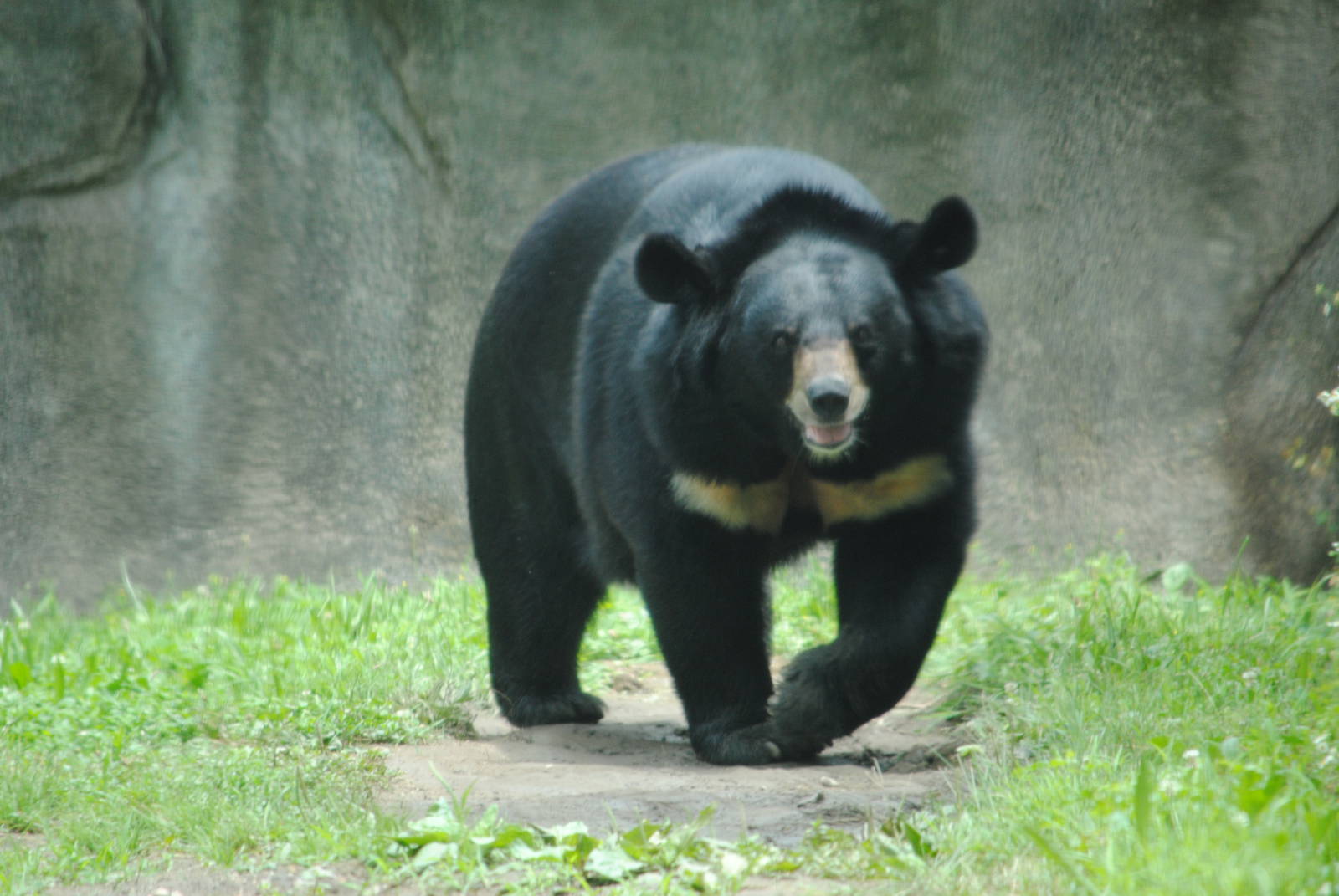 Himalayan Black Bear
