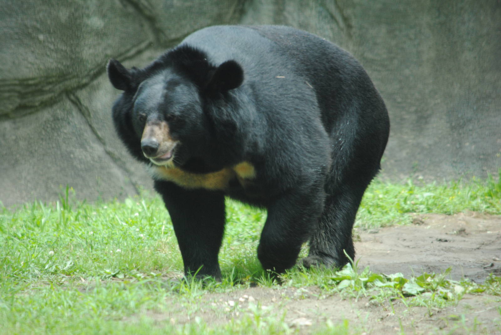 Himalayan Black Bear