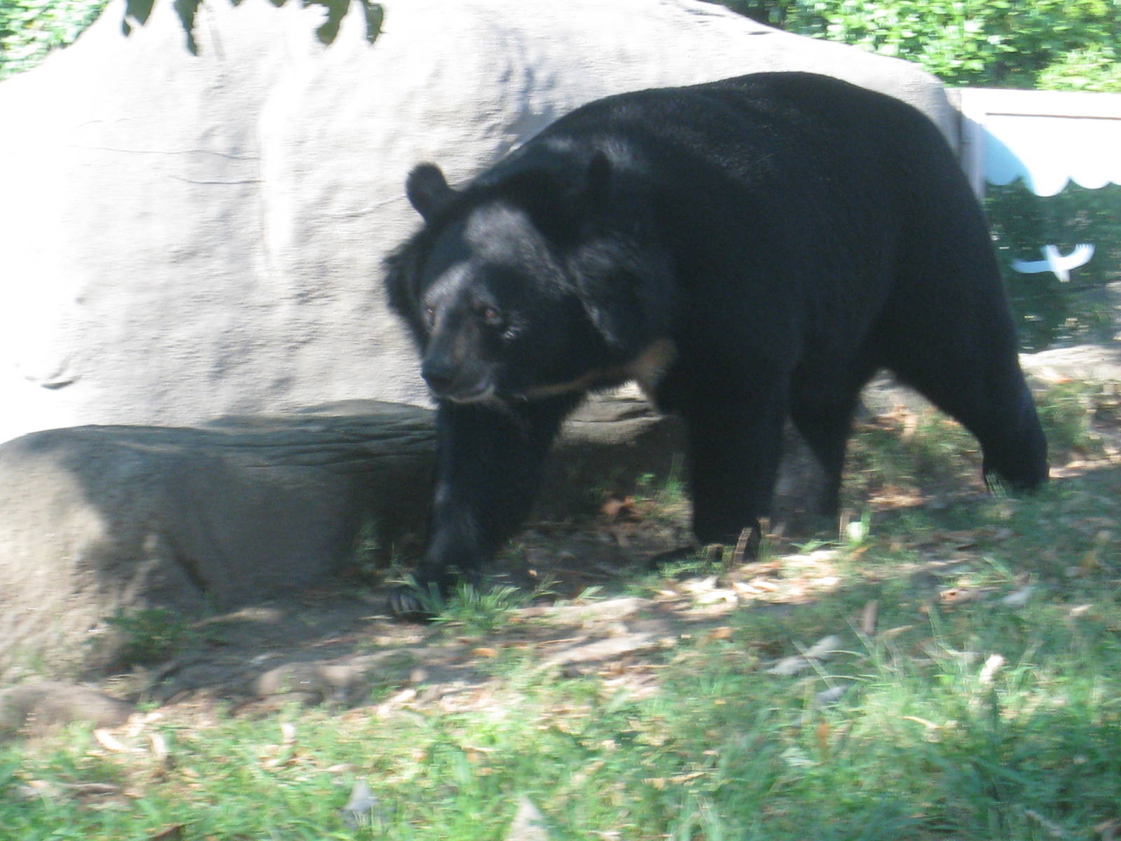 Himalayan Black Bear