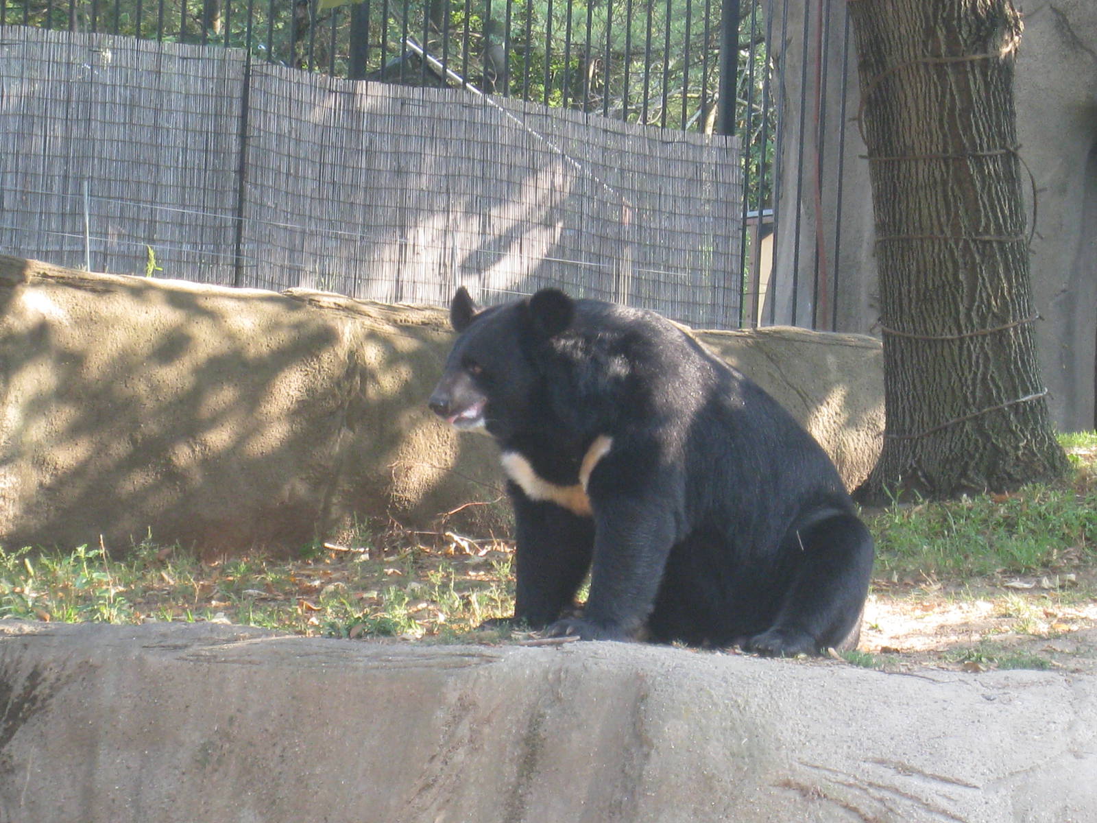 Himalayan Black Bear