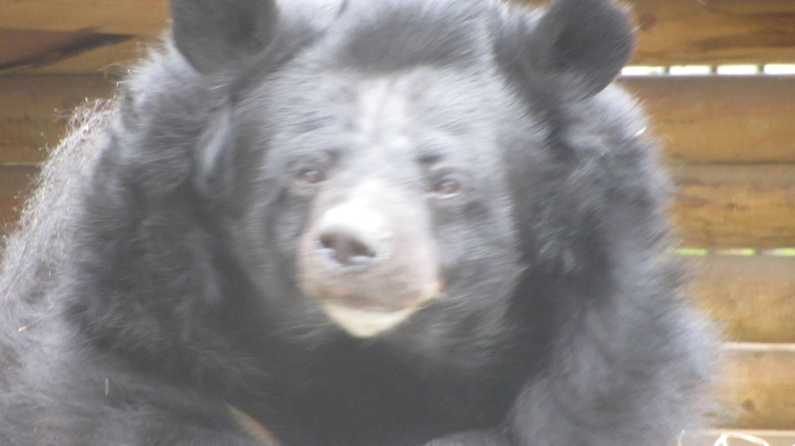 Himalayan Black Bear
