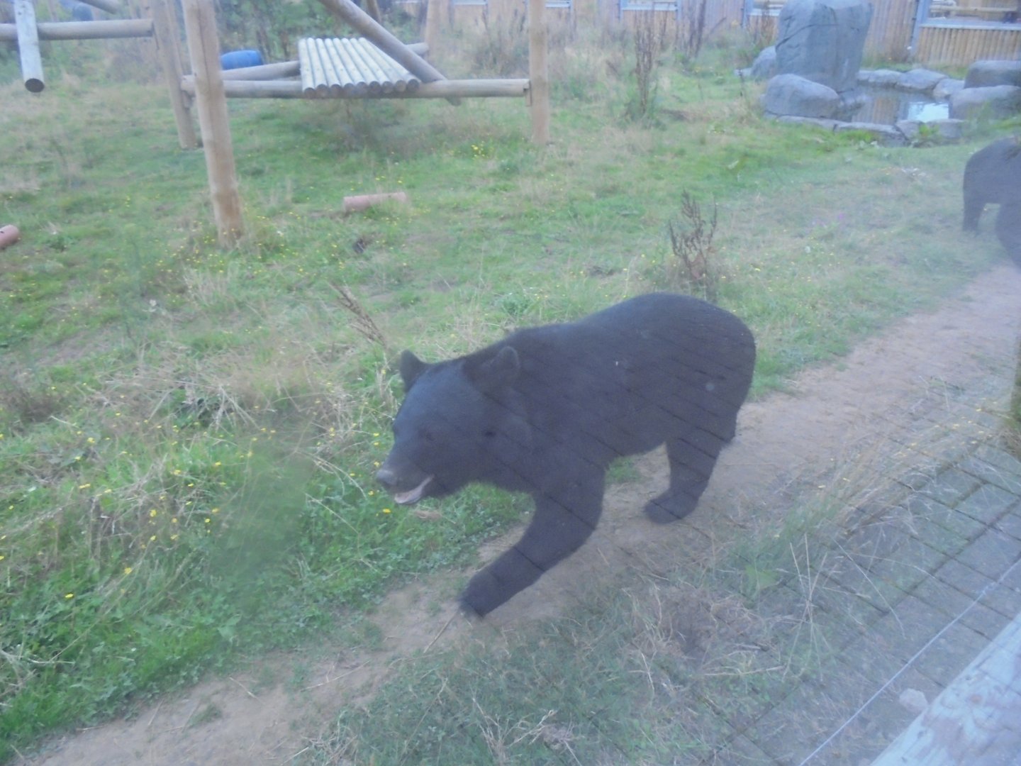 Himalayan Black Bear