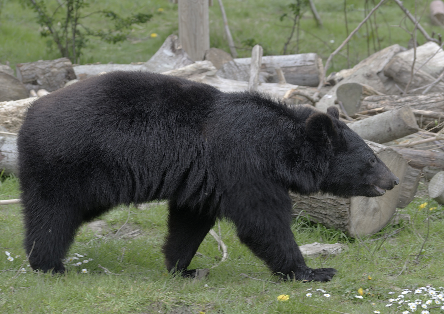 Himalayan black bear