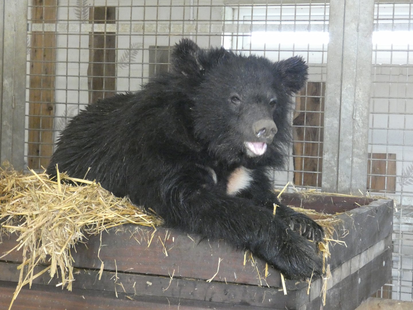 Himalayan black bear