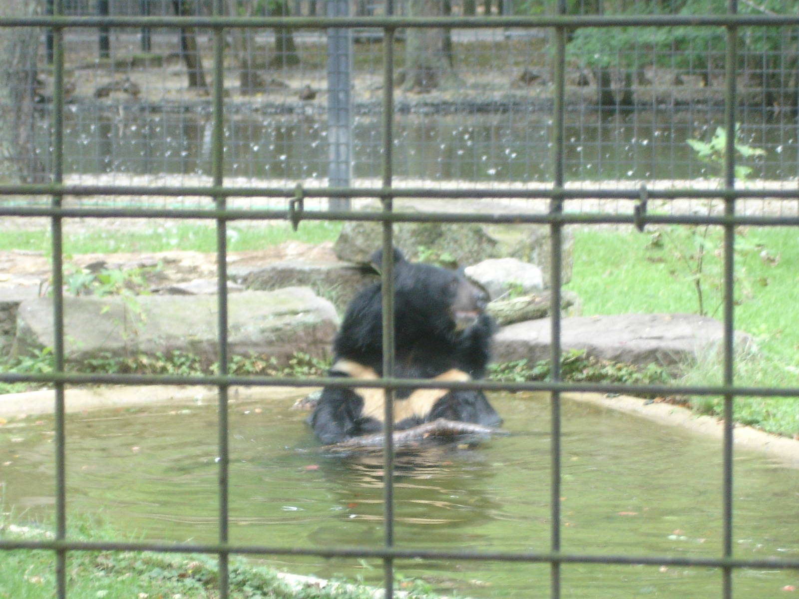 Himalayan Black Bear