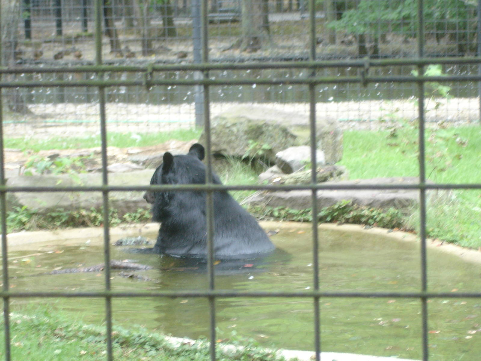 Himalayan Black Bear