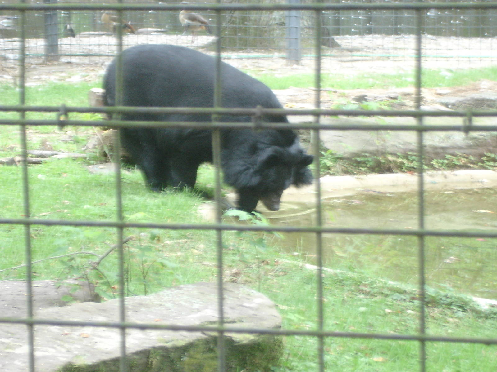 Himalayan Black Bear