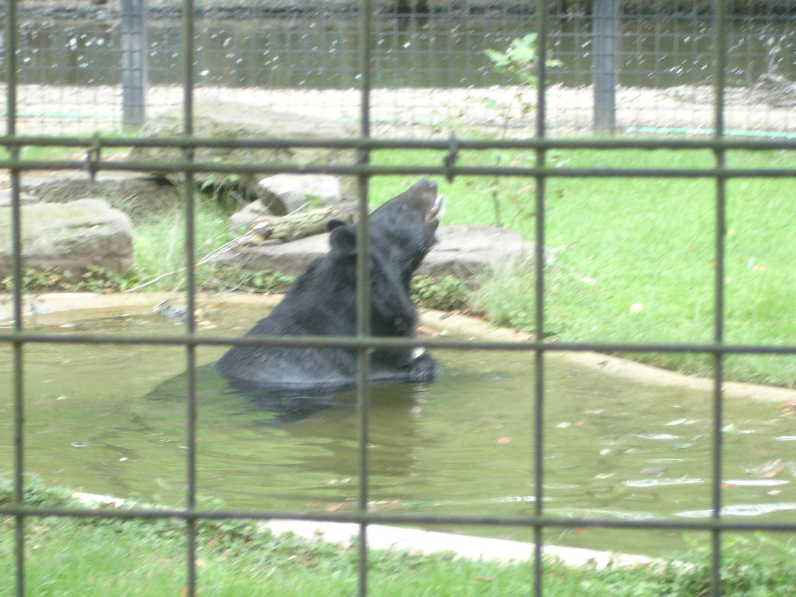 Himalayan Black Bear