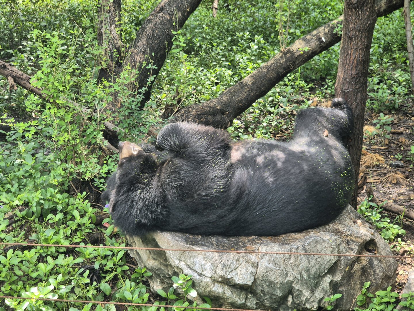 Himalayan Black Bear