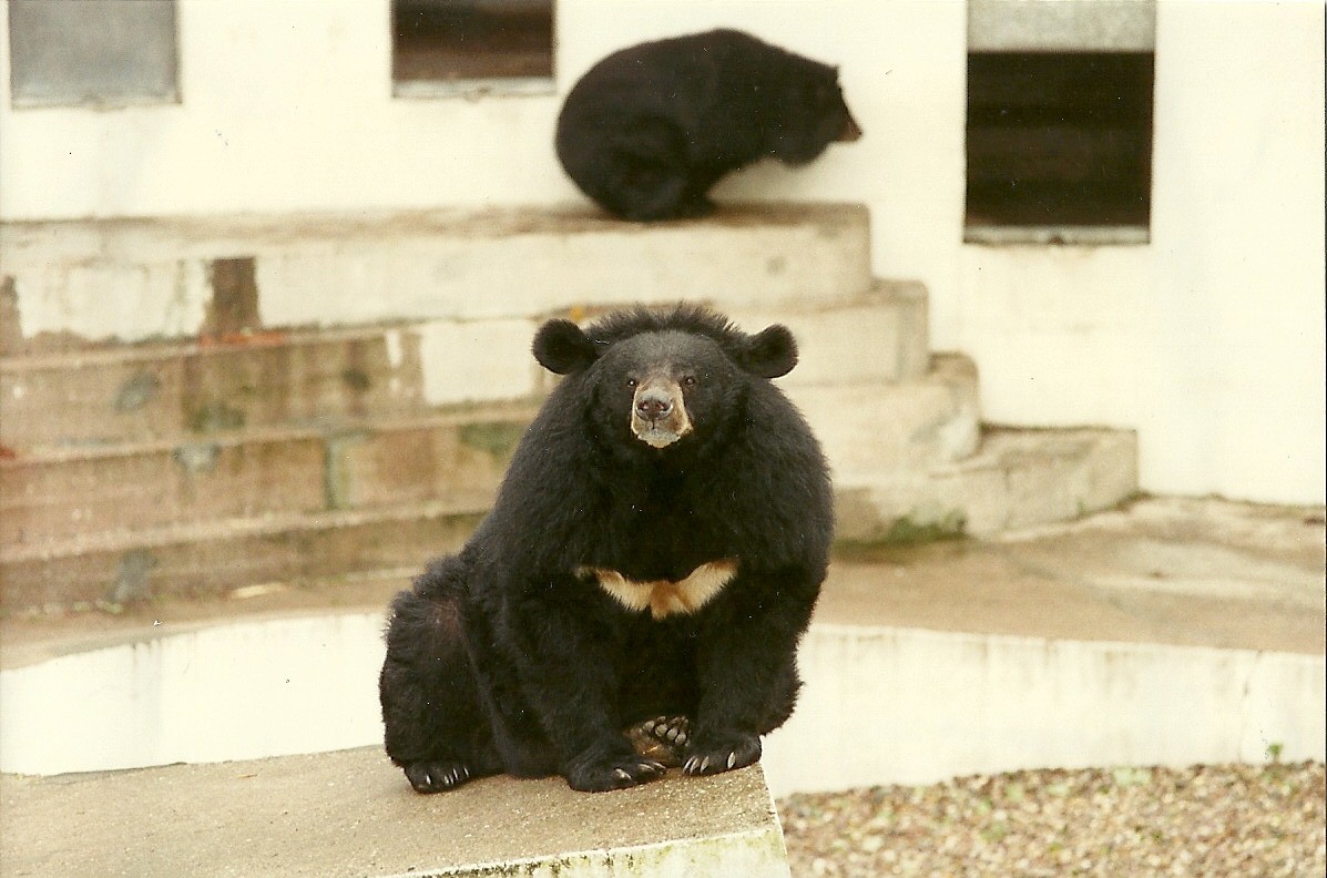 Himalayan Black Bears 4th June 1994