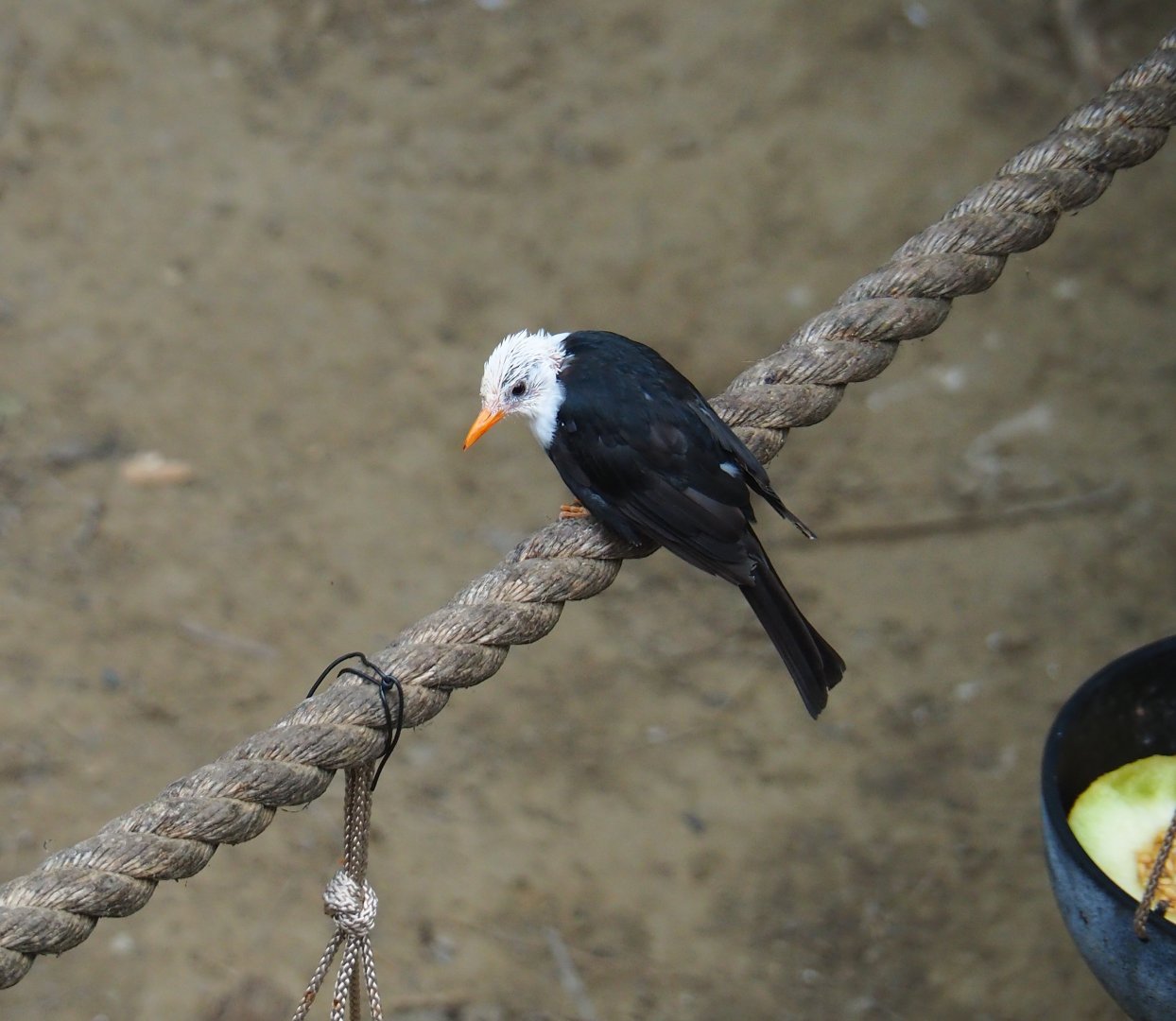 Himalayan black bulbul (Hypsipetes leucocephalus), Aug 28th, 2018