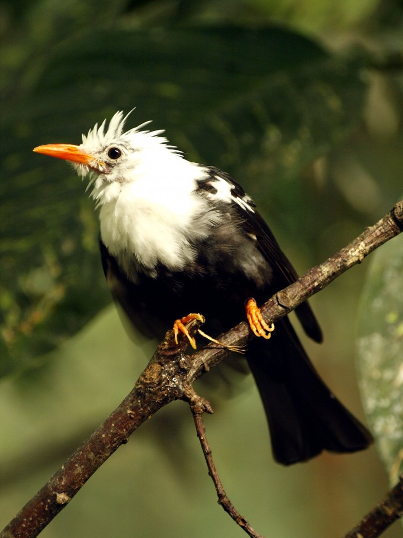 Himalayan black bulbul